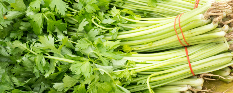 小芹菜是什么时候播种的