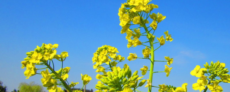 油菜高产栽培技术要点