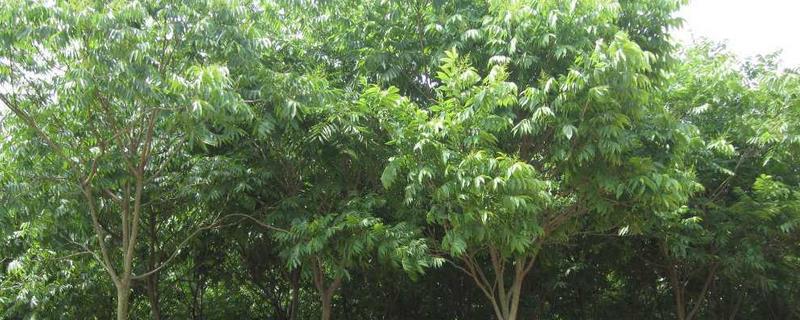 无患子树几年结果