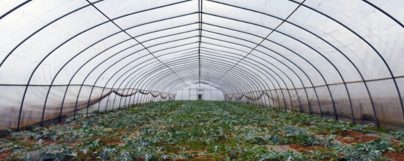 春季大风天大棚种植管理技术有哪些
