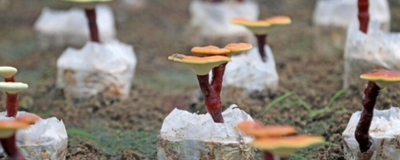 种植灵芝一年三收的注意事项