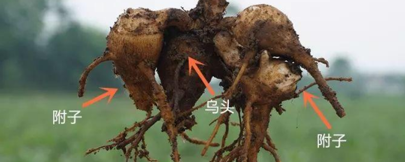 乌头与附子的区别