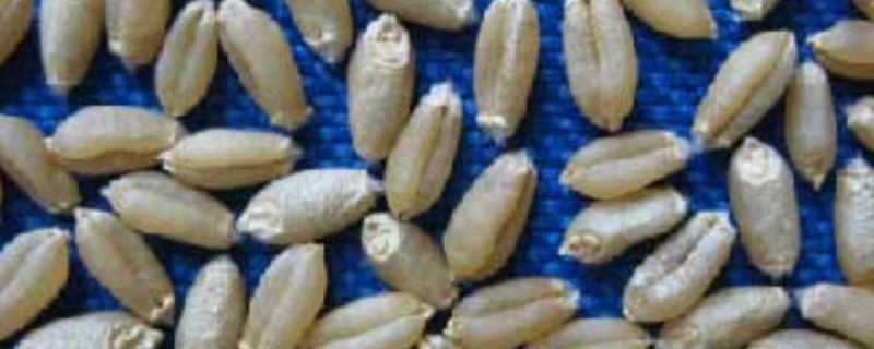 西农9718小麦品种特点