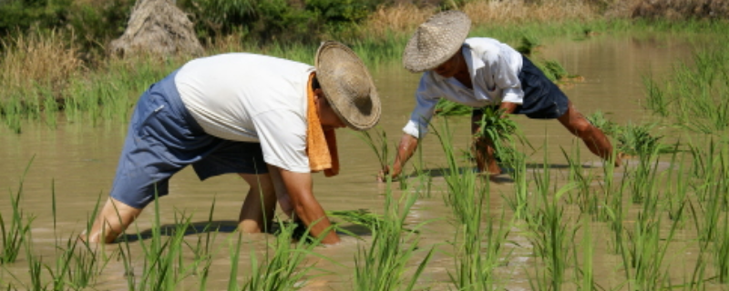农民伯伯在地里做哪些农活