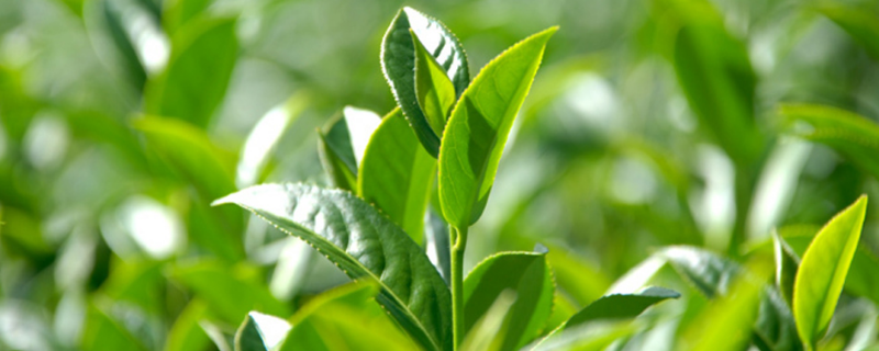 土茶是什么茶
