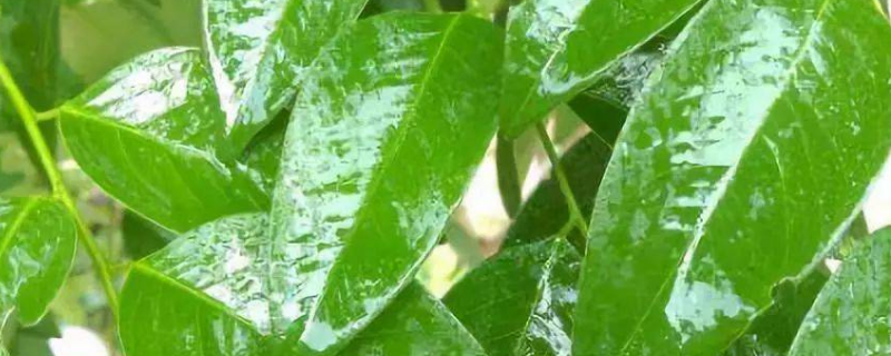 叶面肥打多久不怕下雨