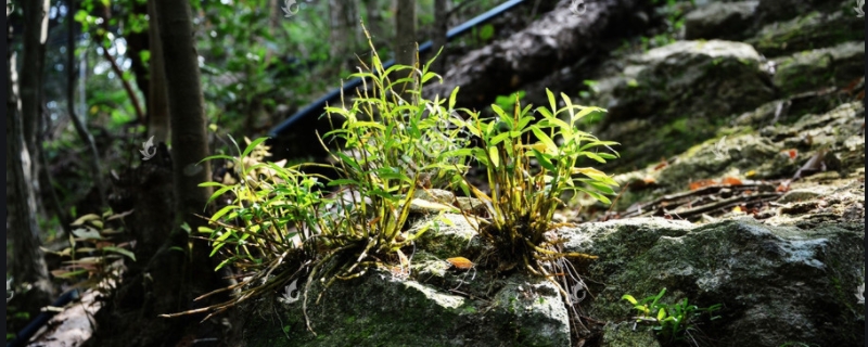 霍山石斛种植方法