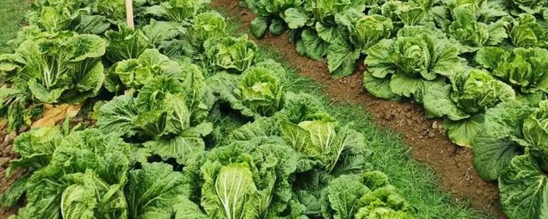 白菜施肥时间和施肥量