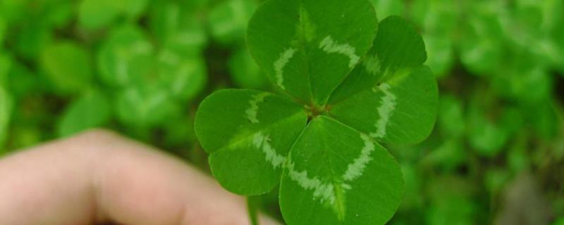 四叶草的别名叫什么