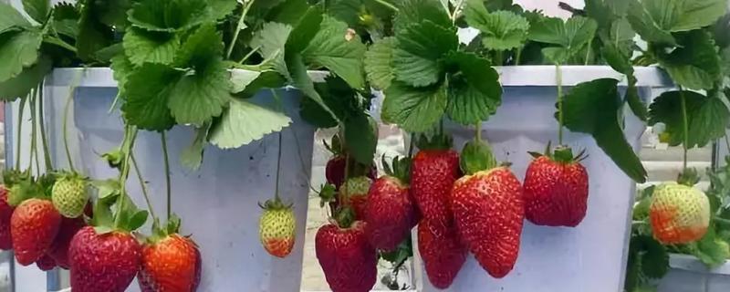 盆栽草莓什么时候播种