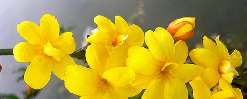 迎春花是什么市的市花