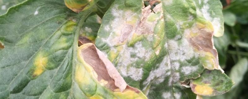 番茄白粉病有什么症状