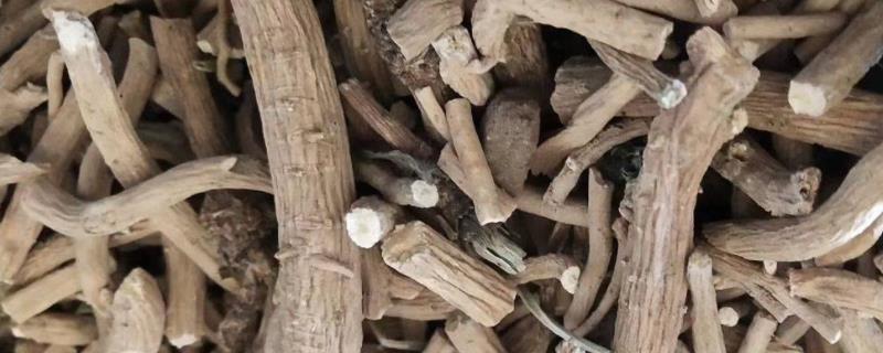 蓝根别名叫什么