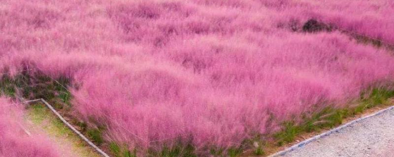 网红粉黛花海是什么