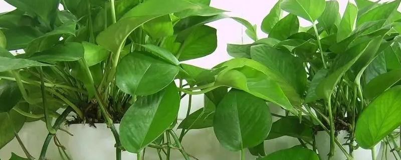 绿萝常见的品种有哪些