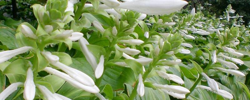 玉簪花种子种植方法