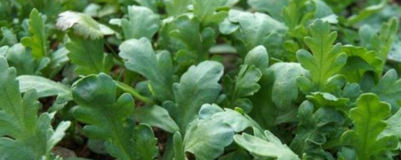 蓬花菜种植时间和方法