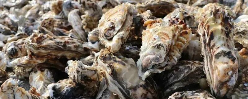 海蛎可以生吃吗