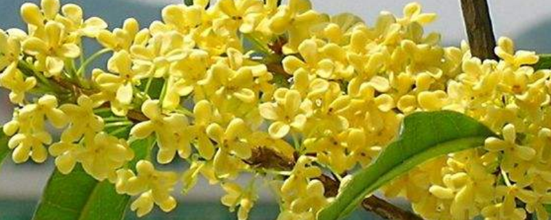 桂花可以生吃吗