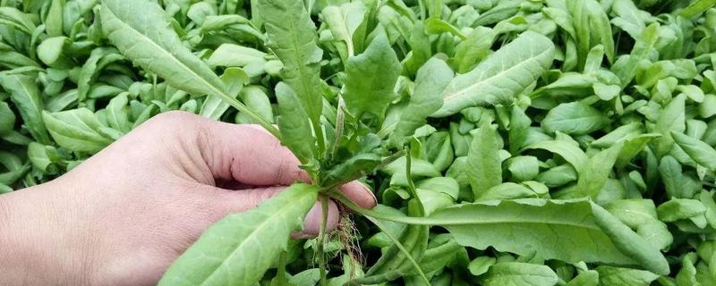 荠菜可以生吃吗