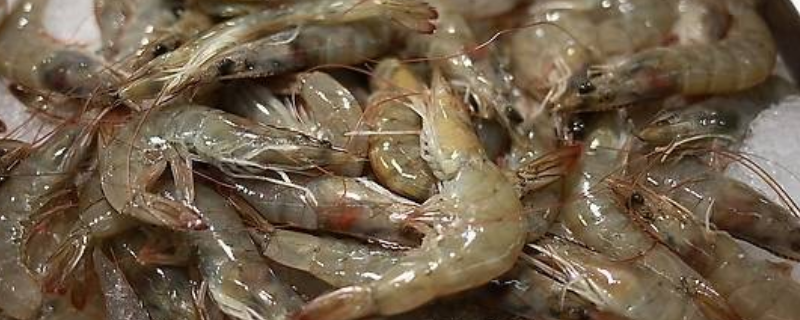 海虾可以生吃吗