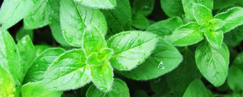 罗勒和披萨草的区别