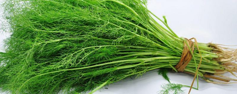 小茴香可以生吃吗