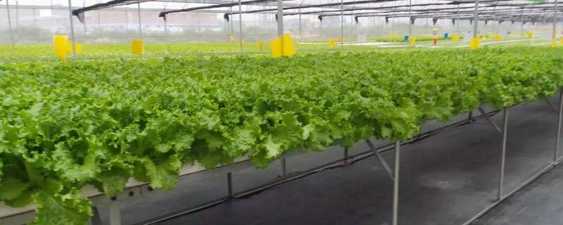 蔬菜无土栽培技术要点