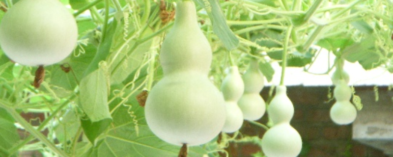 葫芦籽该怎么种