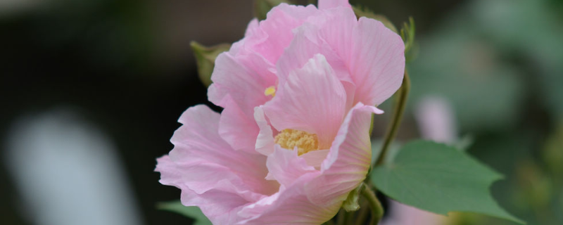 芙蓉花和牡丹花的区别