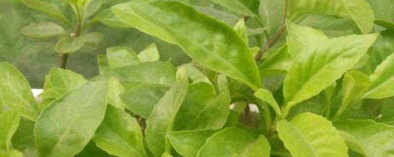 白子菜可以生吃吗