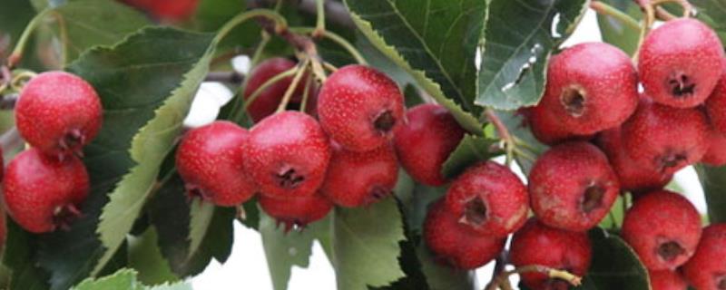 山里红树几年结果