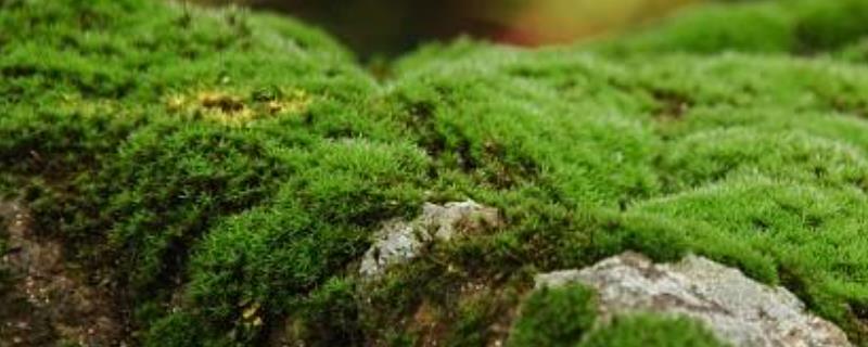 苔藓是什么植物