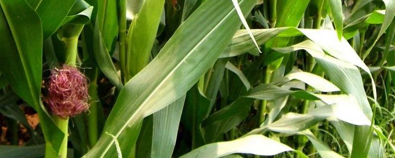 玉米种植过程中如何施用种肥