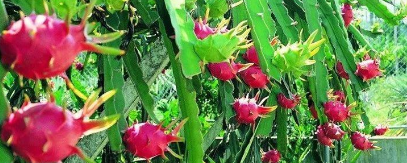 火龙果花和昙花的区别
