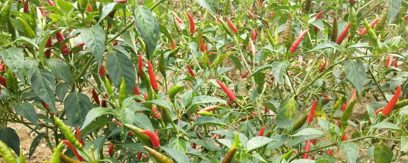 小米椒种植时间