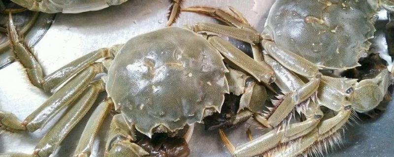 吃大闸蟹喝什么茶