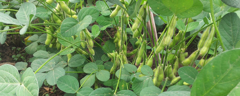 毛豆什么季节成熟