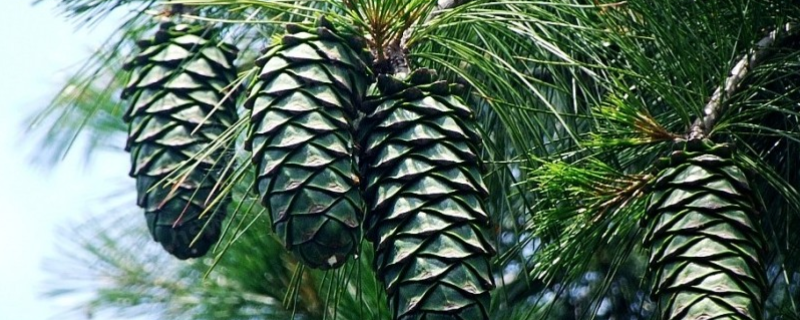 松子树种植几年结果