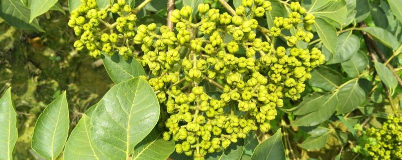 吴茱萸大花小花的区别