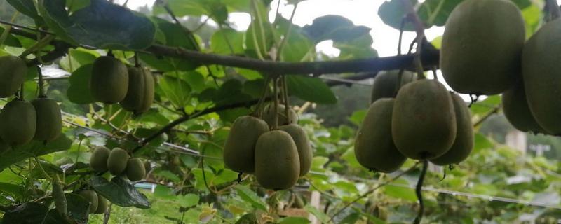 奇异果种植几年结果