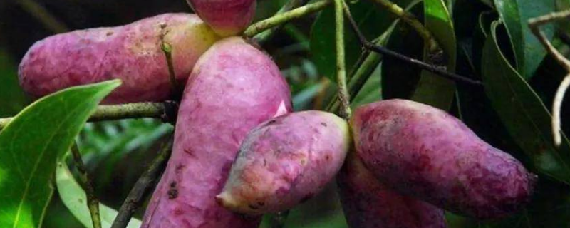 八月瓜种植技术及条件
