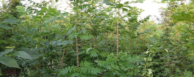 水曲柳树苗种植要点