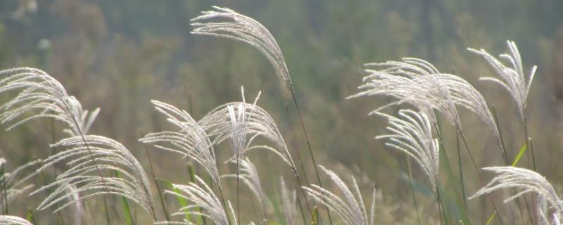 芦苇和芦草的区别