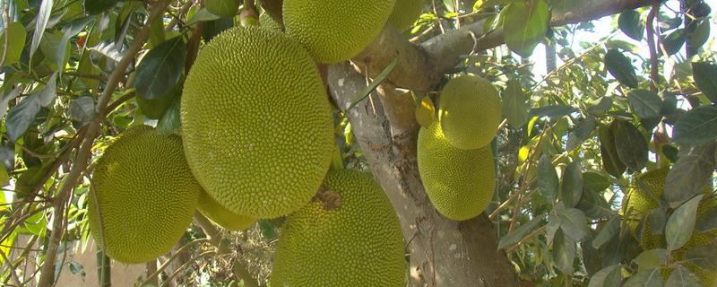 菠萝蜜实生苗几年结果