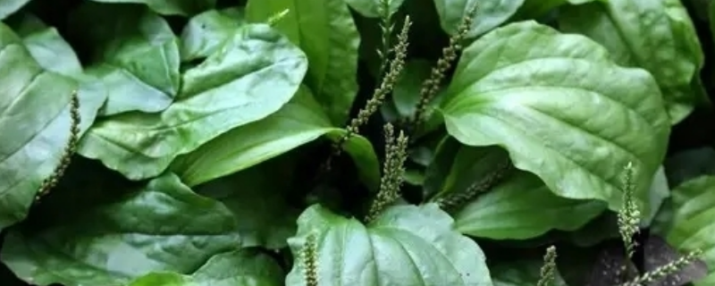车前草与金钱草的区别