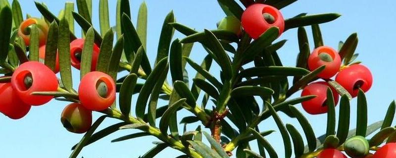 红豆杉几年能结果