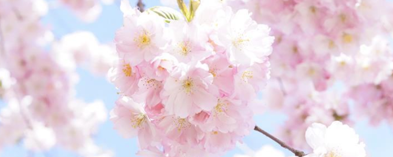 鲜樱花可以生吃吗