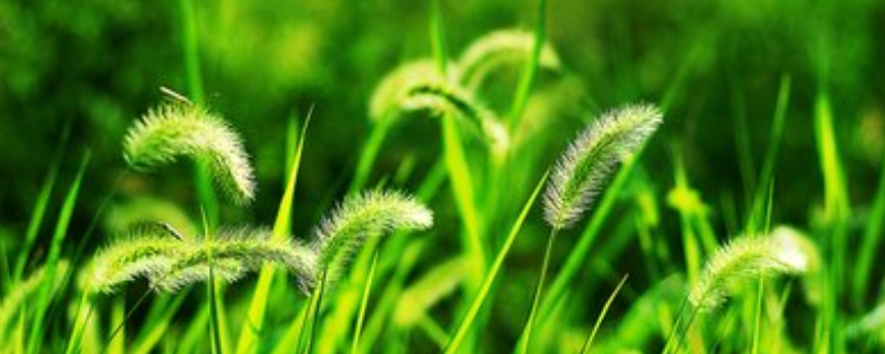 狗尾草种植方法