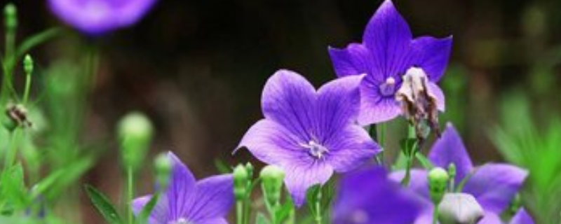 桔梗是什么季节的花卉